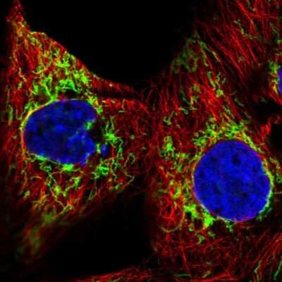 Immunocytochemistry/Immunofluorescence: GBAS Antibody [NBP2-38984] - Immunofluorescent staining of human cell line A-431 shows localization to mitochondria. Antibody staining is shown in green.
