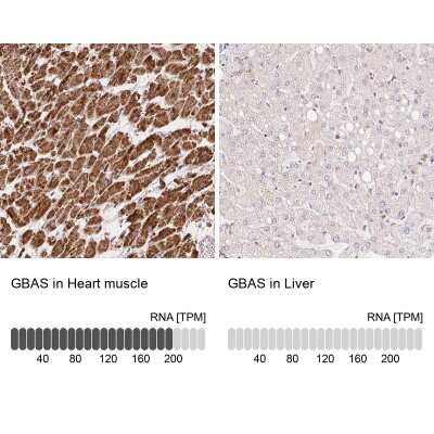 Immunohistochemistry-Paraffin GBAS Antibody - BSA Free