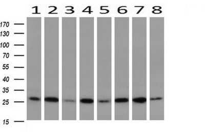Western Blot: GBAS Antibody (OTI1B8) - Azide and BSA Free [NBP2-70804] - Analysis of extracts (10ug) from 8 Human tissue (1: Testis; 2: Uterus; 3: Breast; 4: Brain; 5: Liver; 6: Ovary; 7: Thyroid gland; 8: Colon).