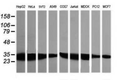 Western Blot: GBAS Antibody (OTI1B8) - Azide and BSA Free [NBP2-70804] - Analysis of extracts (35ug) from 9 different cell lines by using g GBAS monoclonal antibody (HepG2: human; HeLa: human; SVT2: mouse; A549: human; COS7: monkey; Jurkat: human; MDCK: canine; PC12: rat; MCF7: human).
