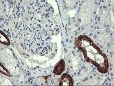 Immunohistochemistry: GBAS Antibody (OTI1B8) [NBP2-45730] - Analysis of Human Kidney tissue. (Heat-induced epitope retrieval by 10mM citric buffer, pH6.0, 120C for 3min)