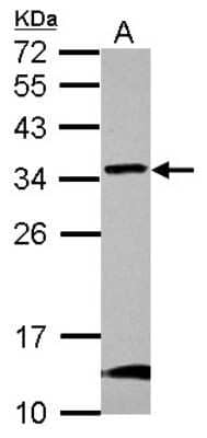 Western Blot: GBAS Antibody [NBP2-16616] - Sample (30 ug of whole cell lysate) A: U87-MG 12% SDS PAGE gel, diluted at 1:1000.