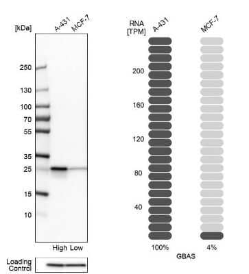 <b>Orthogonal Strategies Validation. </b>Western Blot: GBAS Antibody [NBP2-38984] - Analysis in human cell lines A-431 and MCF-7 using anti-GBAS antibody. Corresponding GBAS RNA-seq data are presented for the same cell lines. Loading control: anti-PPIB.