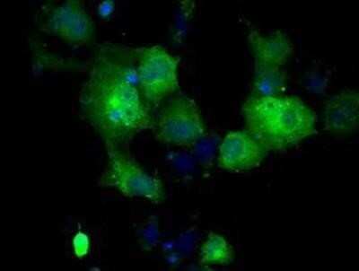 Flow Cytometry: GBE1 Antibody (OTI1D11) - Azide and BSA Free [NBP2-70810] - Staining of COS7 cells transiently transfected by pCMV6-ENTRY GBE1.