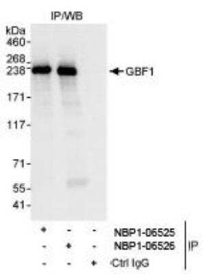 Immunoprecipitation: GBF1 Antibody [NBP1-06525] - Whole cell lysate from HeLa cells. Affinity purified  rabbit anti-GBF1 antibody used for IP at 3 mcg/mg  lysate. GBF1 was also immunoprecipitated by rabbit anti-GBF1  antibody NBP1-06526.