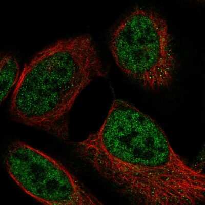 Immunocytochemistry/Immunofluorescence: GBL Antibody [NBP2-38491] - Immunofluorescent staining of human cell line U-2 OS shows localization to nucleoplasm.