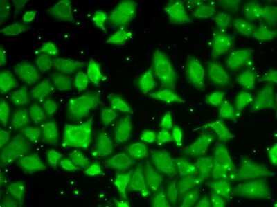 Immunocytochemistry/Immunofluorescence: GBL Antibody [NBP3-03451] - Analysis of U2OS cells using GBL antibody .