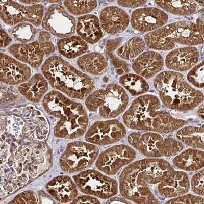 Immunohistochemistry: GBL Antibody [NBP2-38491] - Staining of human kidney shows strong cytoplasmic positivity in cells in tubules.