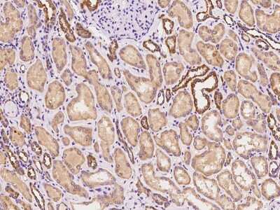 Immunohistochemistry-Paraffin: GBL Antibody [NBP2-98484] - Immunochemical staining of human GBL in human kidney with rabbit polyclonal antibody at 1:100 dilution, formalin-fixed paraffin embedded sections.