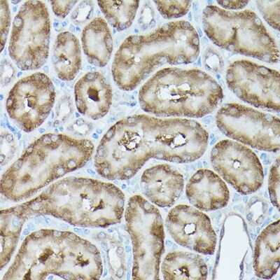 Immunohistochemistry-Paraffin: GBL Antibody [NBP3-03451] - Immunohistochemistry of paraffin-embedded rat kidney using GBL Rabbit pAb (NBP3-03451) at dilution of 1:100 (40x lens). Perform high pressure antigen retrieval with 10 mM citrate buffer pH 6.0 before commencing with IHC staining protocol.