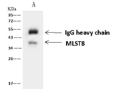 Immunoprecipitation: GBL Antibody [NBP2-98484] - GBL was immunoprecipitated using: Lane A: 0.5 mg U-251 MG Whole Cell Lysate 4 ul anti-GBL rabbit polyclonal antibody and 60 ug of Immunomagnetic beads Protein A/G.  Primary antibody: Anti-GBL rabbit polyclonal antibody, at 1:100 dilution. Secondary antibody: Goat Anti-Rabbit IgG (H+L)/HRP at 1/10000 dilution. Developed using the ECL technique. Performed under reducing conditions. Predicted band size: 35 kDa. Observed band size: 35 kDa