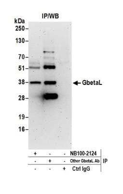 Immunoprecipitation: GBL Antibody [NB100-2124] - Detection of human GbetaL by western blot of immunoprecipitates. Samples: Whole cell lysate (0.5 or 1.0 mg per IP reaction; 20% of IP loaded) from HeLa cells prepared using NETN lysis buffer. Antibodies: Affinity purified rabbit anti-GbetaL antibody NB100-2124 used for IP at 6 ug per reaction. GbetaL was also immunoprecipitated by another rabbit anti-GbetaL antibody. Detection: Chemiluminescence with an exposure time of 3 minutes.