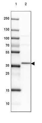 Western Blot: GBL Antibody [NBP2-38491] - Lane 1: Marker [kDa] 250, 130, 100, 70, 55, 35, 25, 15, 10Lane 2: Human cell line HEK 293