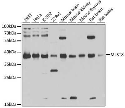 Western Blot: GBL Antibody [NBP3-03450] - Analysis of extracts of various cell lines, using GBL antibody at 1:1000 dilution. Secondary antibody: HRP Goat Anti-Rabbit IgG (H+L) at 1:10000 dilution. Lysates/proteins: 25ug per lane. Blocking buffer: 3% nonfat dry milk in TBST. Detection: ECL Basic Kit