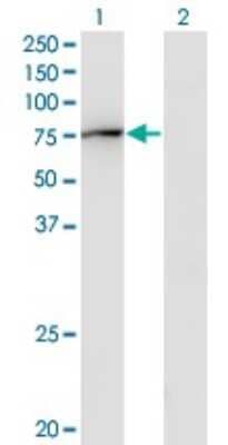 Western Blot: GBP2 Antibody (2A10) [H00002634-M03] - Analysis of GBP2 expression in transfected 293T cell line by GBP2 monoclonal antibody (M03), clone 2A10. Lane 1: GBP2 transfected lysate (Predicted MW: 67.2 KDa). Lane 2: Non-transfected lysate.