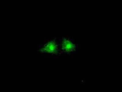 Immunocytochemistry/Immunofluorescence: GBP2 Antibody (OTI5C8) [NBP1-47768] - Staining of COS7 cells transiently transfected by pCMV6-ENTRY GBP2.