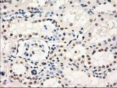 Immunohistochemistry-Paraffin: GBP2 Antibody (OTI5C8) [NBP1-47768] - Staining of paraffin-embedded Human Kidney tissue using anti-GBP2 mouse monoclonal antibody.