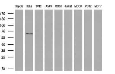 Western Blot: GBP2 Antibody (OTI5C8) [NBP1-47768] - Analysis of extracts (35ug) from 9 different cell lines by using anti-GBP2 monoclonal antibody (HepG2: human; HeLa: human; SVT2: mouse; A549: human; COS7: monkey; Jurkat: human; MDCK: canine; PC12: rat; MCF7: human).(1:200)