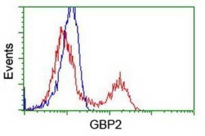 Flow Cytometry: GBP2 Antibody (OTI5C8) - Azide and BSA Free [NBP2-70812] - HEK293T cells transfected with either overexpression plasmid (Red) or empty vector control plasmid (Blue) were immunostaining by anti-GBP2 antibody, and then analyzed by flow cytometry.