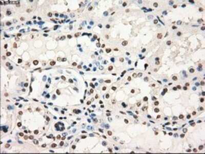 Immunohistochemistry: GBP2 Antibody (OTI5C8) - Azide and BSA Free [NBP2-70812] - Staining of paraffin-embedded Human Kidney tissue using anti-GBP2 mouse monoclonal antibody.