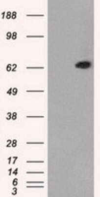 Western Blot: GBP2 Antibody (OTI5C8) - Azide and BSA Free [NBP2-70812] - HEK293T cells were transfected with the pCMV6-ENTRY control (Left lane) or pCMV6-ENTRY GBP2 (Right lane) cDNA for 48 hrs and lysed. Equivalent amounts of cell lysates (5 ug per lane) were separated by SDS-PAGE and immunoblotted with anti-GBP2.