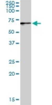 Western Blot: GBP2 Antibody [H00002634-D01P] - Analysis of GBP2 expression in human liver.