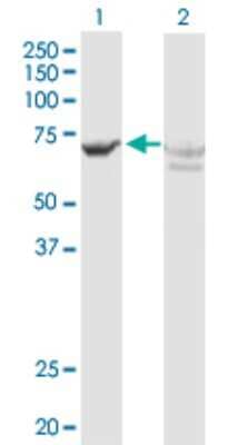 Western Blot: GBP2 Antibody [H00002634-D01P] - Analysis of GBP2 expression in transfected 293T cell line by GBP2 polyclonal antibody.Lane 1: GBP2 transfected lysate(67.20 KDa).Lane 2: Non-transfected lysate.