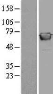 Western Blot GBP2 Overexpression Lysate