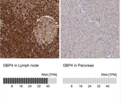 Immunohistochemistry-Paraffin: GBP4 Antibody [NBP1-82628] - Analysis in human lymph node and pancreas tissues. Corresponding GBP4 RNA-seq data are presented for the same tissues.
