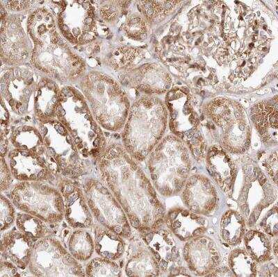 Immunohistochemistry-Paraffin: GBP4 Antibody [NBP1-82628] - Staining of human kidney shows moderate cytoplasmic positivity in cells in tubules