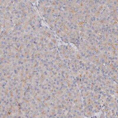 Immunohistochemistry-Paraffin: GBP4 Antibody [NBP1-82628] - Staining of human pancreas shows very weak membranous positivity in exocrine glandular cells.
