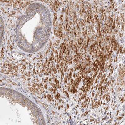Immunohistochemistry-Paraffin: GBP4 Antibody [NBP1-82628] - Staining of human prostate shows moderate to strong cytoplasmic/membranous positivity in smooth muscle cells.