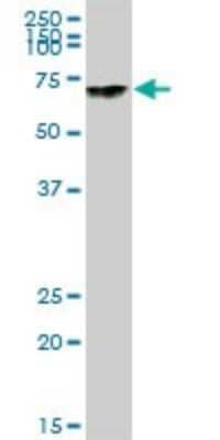 Western Blot: GBP4 Antibody [H00115361-B01P] - Analysis of GBP4 expression in human pancreas.