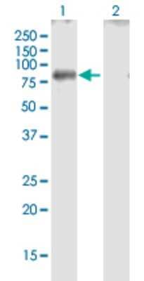 Western Blot: GBP4 Antibody [H00115361-B01P] - Analysis of GBP4 expression in transfected 293T cell line by GBP4 polyclonal antibody.  Lane 1: GBP4 transfected lysate(70.4 KDa). Lane 2: Non-transfected lysate.