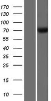 Western Blot: GBP4 Overexpression Lysate (Adult Normal) [NBP2-05834] Left-Empty vector transfected control cell lysate (HEK293 cell lysate); Right -Over-expression Lysate for GBP4.