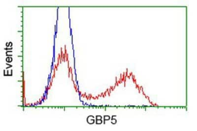 Flow Cytometry: GBP5 Antibody (OTI5C9) [NBP2-03468] -  HEK293T cells transfected with either overexpression plasmid (Red) or empty vector control plasmid (Blue) were immunostained by anti-GBP5 antibody, and then analyzed by flow cytometry.