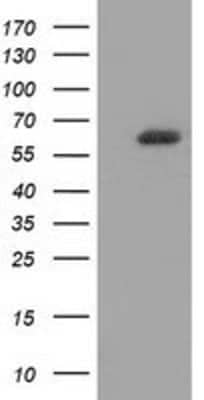 Western Blot: GBP5 Antibody (OTI5C9) [NBP2-03468] -  HEK293T cells were transfected with the pCMV6-ENTRY control (Left lane) or pCMV6-ENTRY GBP5 (Right lane) cDNA for 48 hrs and lysed. Equivalent amounts of cell lysates (5 ug per lane) were separated by SDS-PAGE and immunoblotted with anti-GBP5.