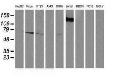 Western Blot: GBP5 Antibody (OTI5C9) [NBP2-03468] -  Analysis of extracts (35ug) from 9 different cell lines by using anti-GBP5 monoclonal antibody.