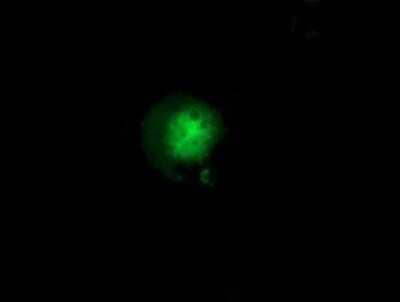 Flow Cytometry: GBP5 Antibody (OTI5C9) - Azide and BSA Free [NBP2-72343] - Staining of COS7 cells transiently transfected by pCMV6-ENTRY GBP5.