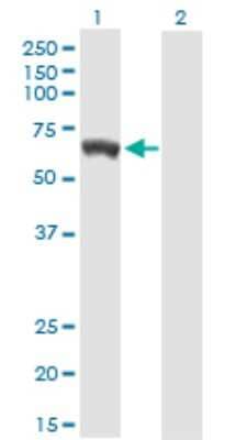 Western Blot: GBP5 Antibody [H00115362-B02P] - Analysis of GBP5 expression in transfected 293T cell line by GBP5 polyclonal antibody.  Lane 1: GBP5 transfected lysate(64.46 KDa). Lane 2: Non-transfected lysate.