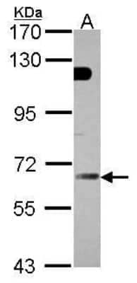 Western Blot: GBP5 Antibody [NBP1-32520] - (30 ug of whole cell lysate) A: 293T 7.5% SDS PAGE diluted at 1:3000