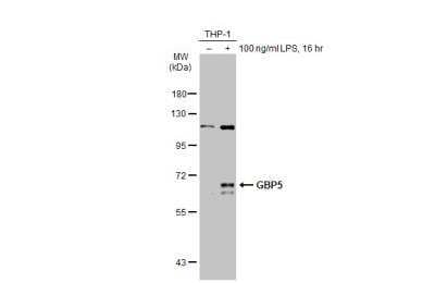 <b>Biological Strategies Validation. </b>Western Blot: GBP5 Antibody [NBP1-32520] - Untreated (-) and treated (+) THP-1 whole cell extracts (30 ug) were separated by 7.5% SDS-PAGE, and the membrane was blotted with GBP5 antibody [N1N3] diluted at 1:500. The HRP-conjugated anti-rabbit IgG antibody was used to detect the primary antibody, and the signal was developed with Trident ECL plus-Enhanced.