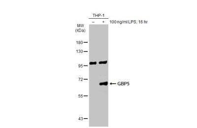 Western Blot: GBP5 Antibody [NBP2-16620] - Untreated (-) and treated (+) THP-1 whole cell extracts (30 ug) were separated by 7.5% SDS-PAGE, and the membrane was blotted with GBP5 antibody diluted at 1:500. HRP-conjugated anti-rabbit IgG antibody was used to detect the primary antibody.