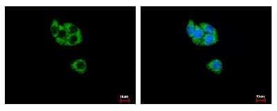 Immunocytochemistry/Immunofluorescence: GCDH Antibody [NBP2-16622] - HepG2 cells were fixed in -20C 100% MeOH for 5 min. Green: GCDH protein stained by GCDH antibody diluted at 1:500. Blue: Hoechst 33343 staining.