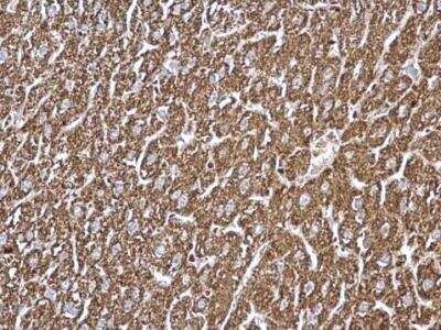 Immunohistochemistry-Paraffin: GCDH Antibody [NBP2-16622] -  Mouse liver. GCDH antibody dilution: 1:500. Antigen Retrieval: Trilogy™ (EDTA based, pH 8.0) buffer, 15min.