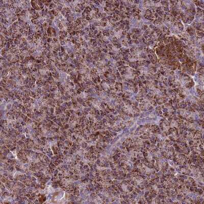 Immunohistochemistry-Paraffin: GCDH Antibody [NBP2-48907] - Staining of human pancreas shows moderate to strong positivity in mitochondria in exocrine glandular cells.