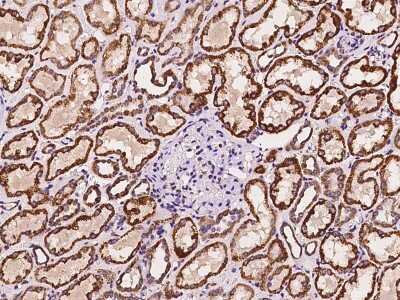 Immunohistochemistry-Paraffin: GCDH Antibody [NBP2-98593] - Immunochemical staining of human GCDH in human kidney with rabbit polyclonal antibody at 1:100 dilution, formalin-fixed paraffin embedded sections.