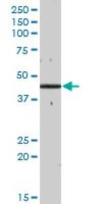 Western Blot: GCDH Antibody [H00002639-B01P] - Analysis of GCDH expression in human liver.