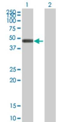 Western Blot: GCDH Antibody [H00002639-B01P] - Analysis of GCDH expression in transfected 293T cell line by GCDH polyclonal antibody.  Lane 1: GCDH transfected lysate(48.18 KDa). Lane 2: Non-transfected lysate.