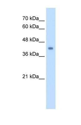 Western Blot: GCDH Antibody [NBP1-54737] - HepG2 tissue lysate at a concentration of 2.5ug/ml.